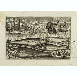 Faber piscis, Asellus minor, Conger, Alburinus. (Piscium Vivæ Icones - Fish)