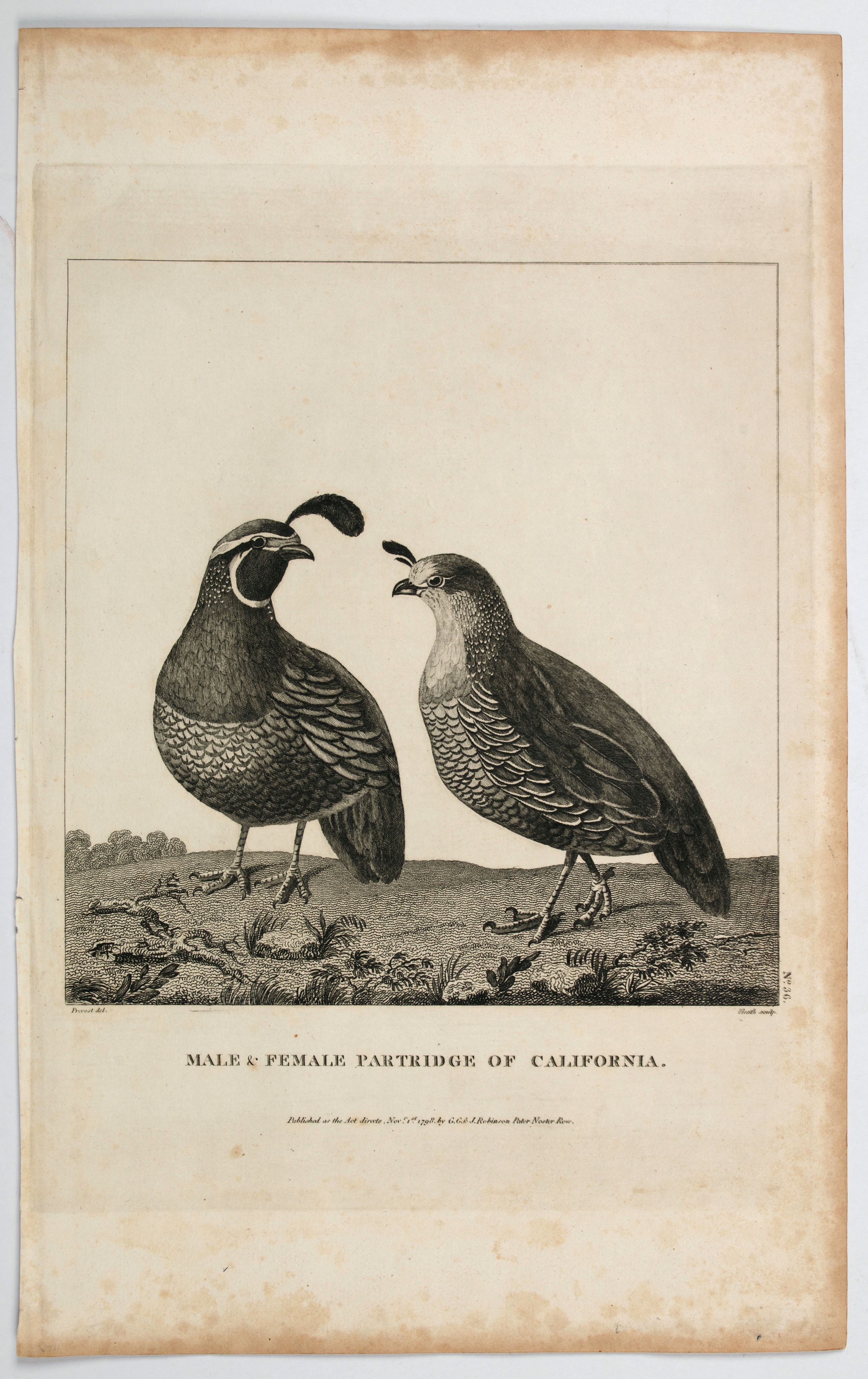 Male & Female Partridge of California. [Quai] - Old map by LA PEROUSE ...