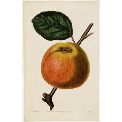 Apple (Plate 84)