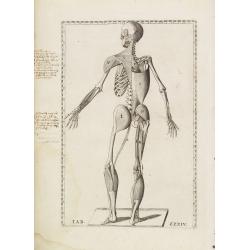 Anatomical print.