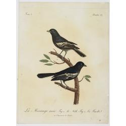 La Mésange noir. Fig.1 Le Mâle. Fig.2. La Femelle. Planche 137.