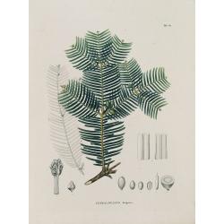 CEPHALOTAXUS drupacea. Tab. 131.