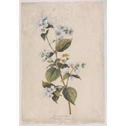 Seringat odorant. Philadelphus coronarius. L.