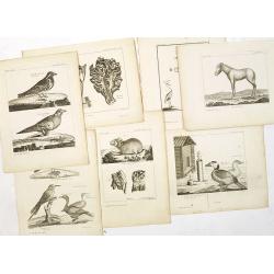 7 animals engravings prints : Alauda tatarica. . .,cheval sauvage, piège pour les oiseaux, lepus alpinus. . .,grue blanche. . .,fringilla calcarata, fourneau pour la préparation des cuirs. . .,