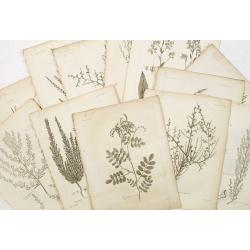 12 engravings of botanical prints : Salicorna Foliata. . .