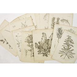 12 engravings of botanical prints : pyrus salicifolia. . .