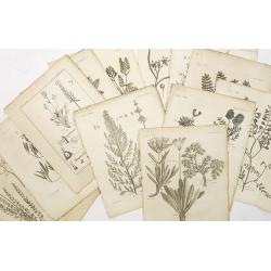 12 engravings of botanical prints : astragalus dasyanthus. . .