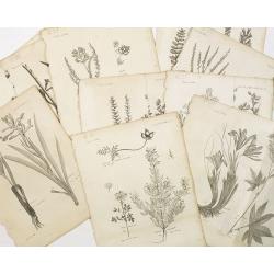 10 engraving of botanical prints : astragalus melilotoides. . .