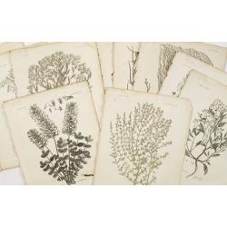 12 engravings of botanical prints: Hedisarum grandiflorum. . .