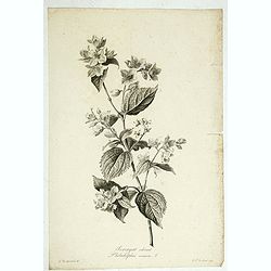 Seringat odorant - Philadelphus coronarius L.