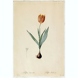 Tulipa Suavéolens Tulipe Odorante.