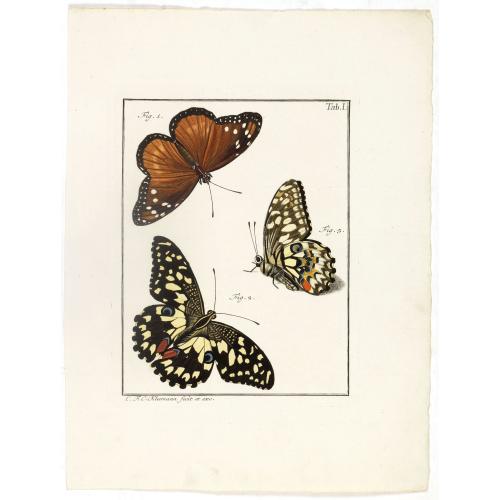 Old map image download for [Three butterflies on one sheet]