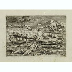 Cepola, Rosmarus, Adonis, Hirunda. (Piscium Vivæ Icones - Fish)