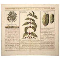 Description, Figure, et Qualite de L' Arbre du CAFÉ; Avec la Maniere de le Cultiver et d'en Cueiller le Fruit.