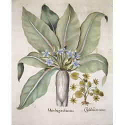 Mandragora foemina. / Chelidonium minus.