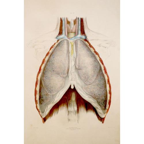 Old map image download for Anatomy of the organs of respiration.