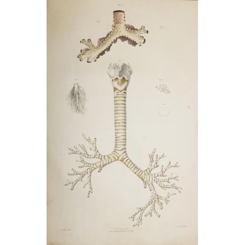 Old map image download for The Anatomy of the Trachea and Bronchial Tubes.