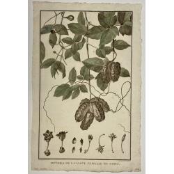 [Lot of 7 Flower prints] Talauma mutabilis. flower Talauma mutabilis from 'FLORA MALESIANA' Arckenhausen del. / Hutz Lith.