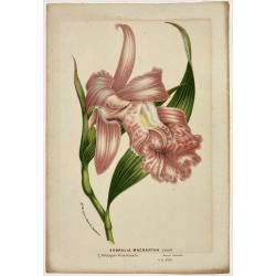 [Lot of 7 Flower prints] Talauma mutabilis. flower Talauma mutabilis from 'FLORA MALESIANA' Arckenhausen del. / Hutz Lith.